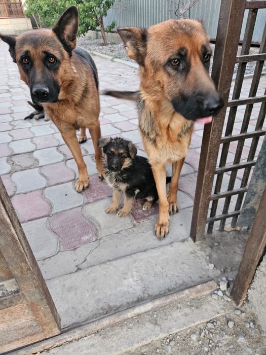 Овчарка сатылады