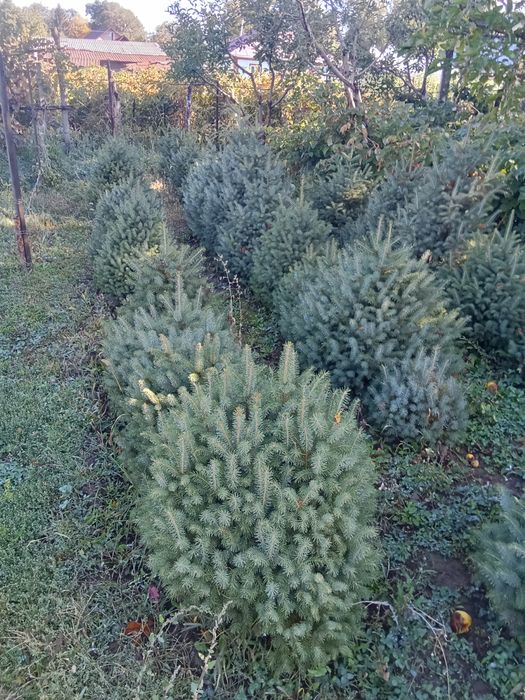 Ёлки таньшаньские 1,2-1,5м