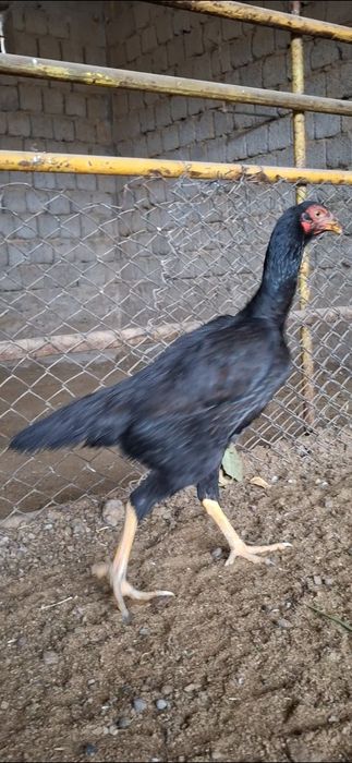 Дакан Макиён 7 ойлик