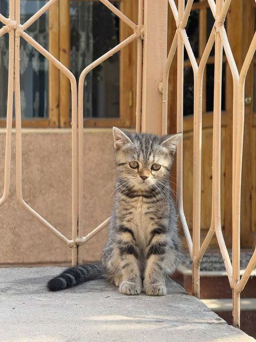 Скотиш Страйт Котёнок Киса Мушук Кошечка 1,5 месяц