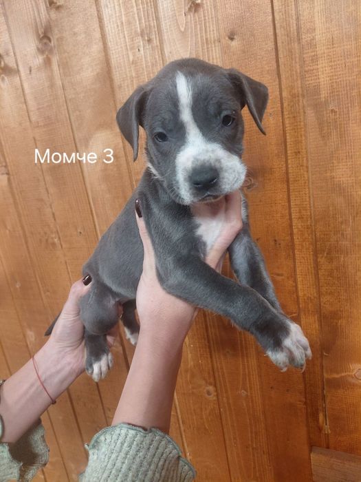 Сини питбули с ваксина и паспорт