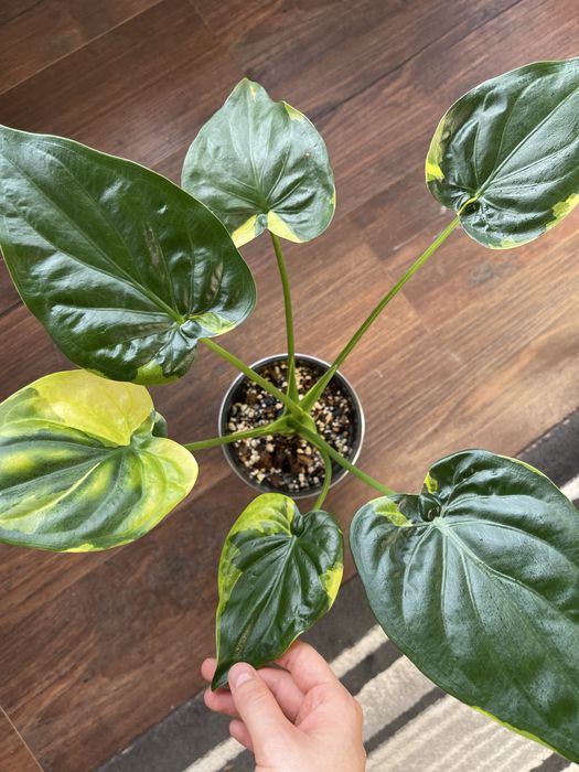 Алоказия Кукулата Вариегатная большая 60 см.