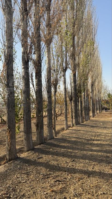 Тополя на продажу!