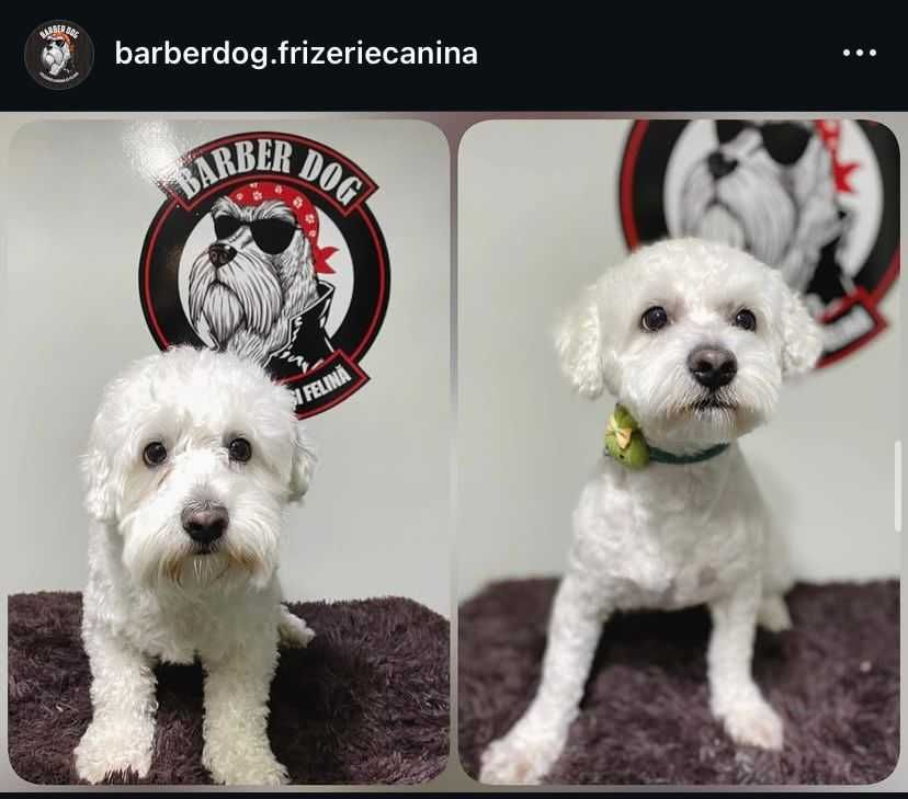 Frizerie canina la domiciliu in fata casei/bloc Bucuresti/Ilfov