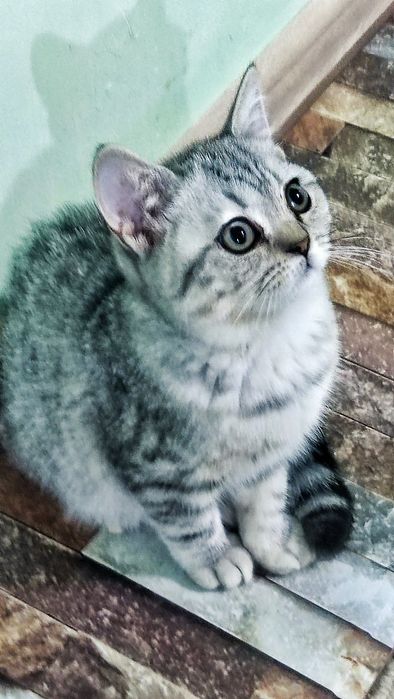 Котята скоттиш страйт