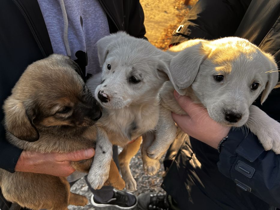 Отдам шенков в хорошие руки