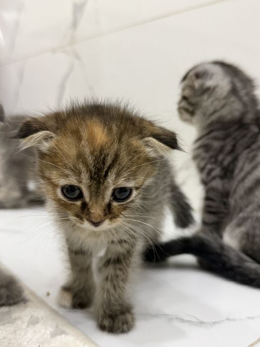 Продам котят в добрые руки