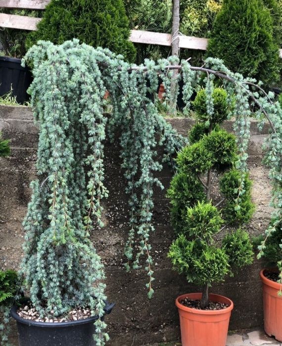 Diferite plante ornamentale/ La prețuri minim garantat/ etc