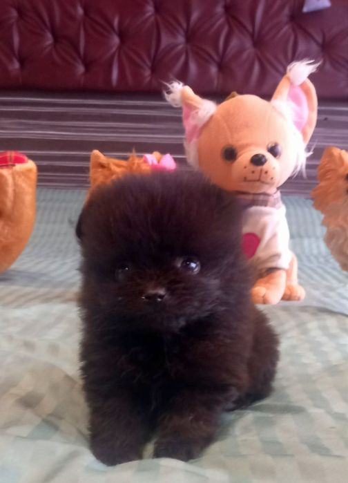 Померан мини мъжко и женско