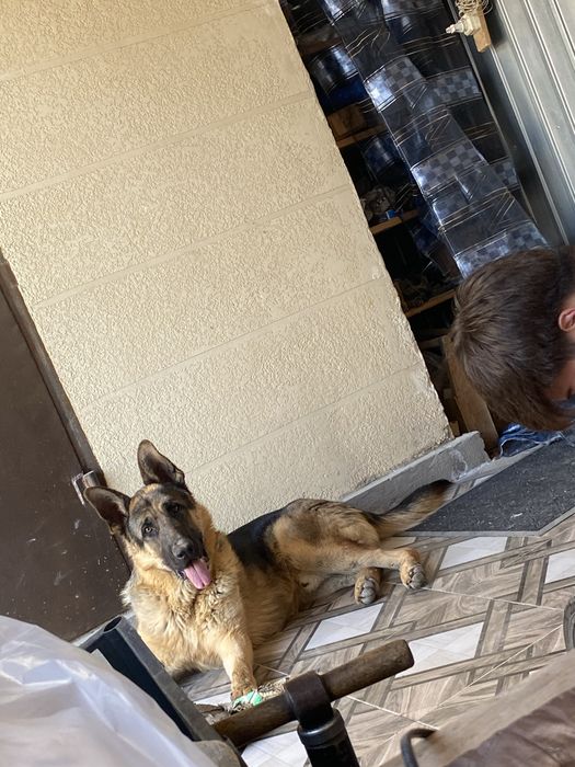 Ещем подругу для кобеля