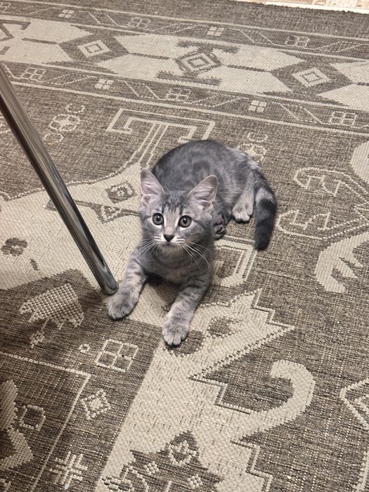 Котенок девочка 4 месяца ,Отдадим в добрые руки