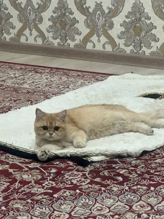 Shinshilla ny 12 qiz bola sotiladi