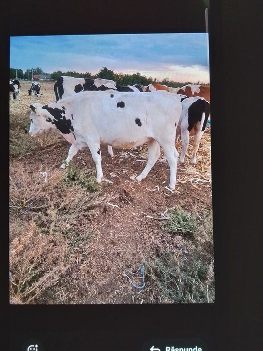 Vând junici gestante,Lehliu, jud Călărași