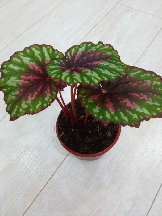 Бегонии и филодендрон