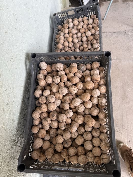 Продается гречиские орехи свой огород