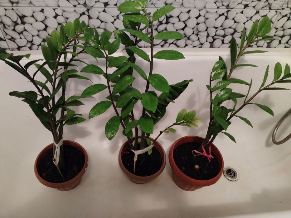 Гүл сатамын. Фотодагыдай әдемі