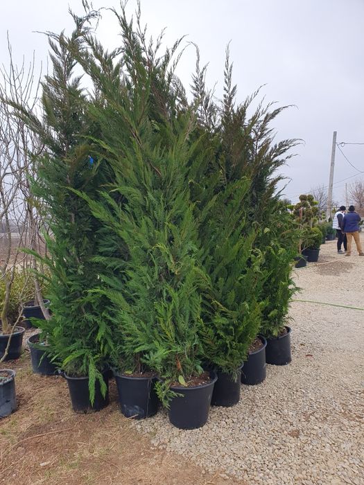 Cupressus leylandii 2.3m - 2.5m, asiguram transport și plantat!