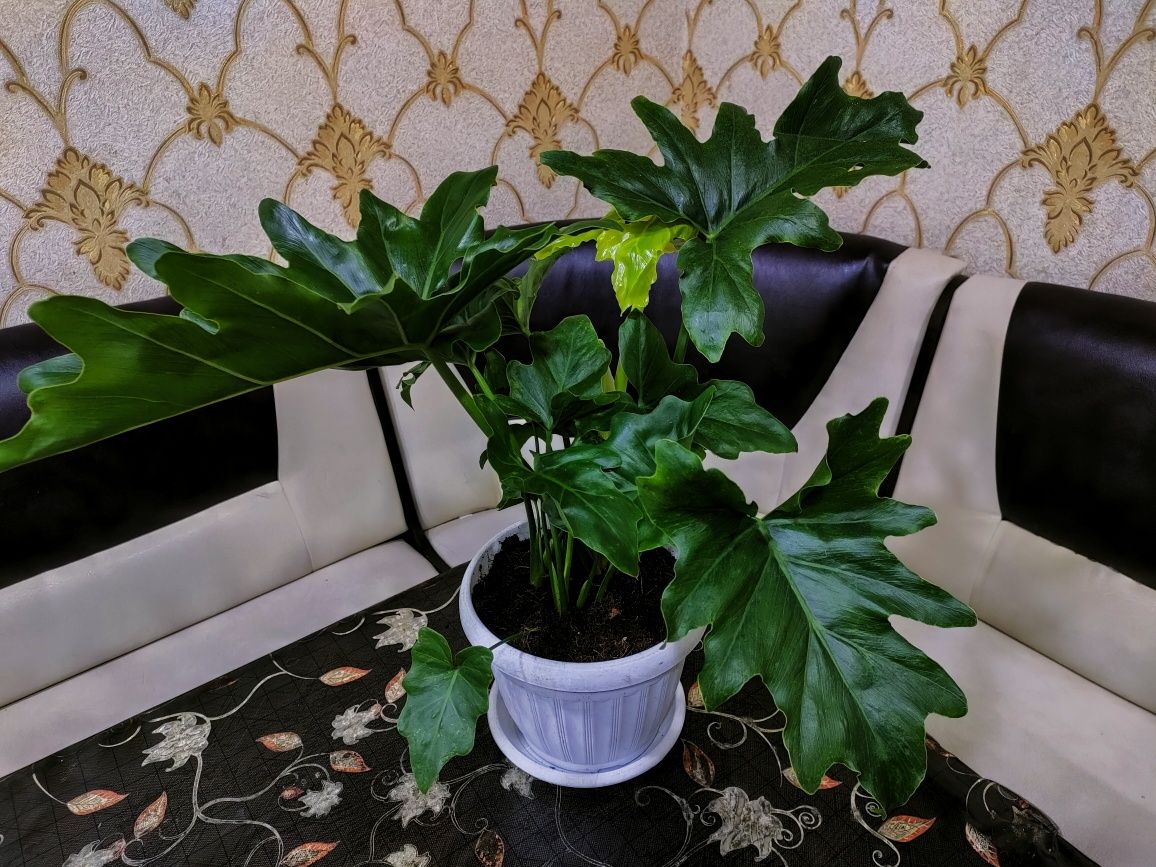 комнатные растения, доставка