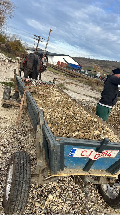 De vanzare manz de 3 ani castrat foarte bland