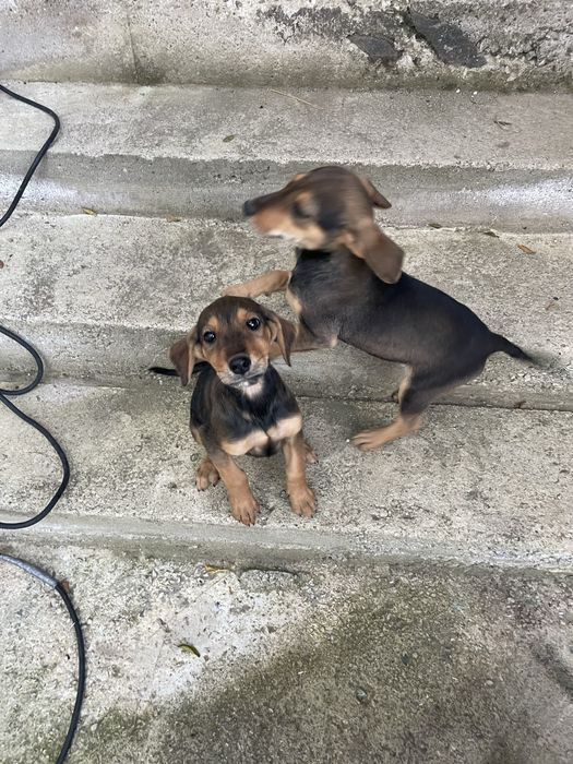 Подарявам малки ловни кученца