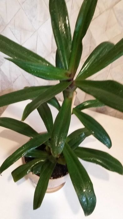 Продаю комнатные цветы  разные  недорого