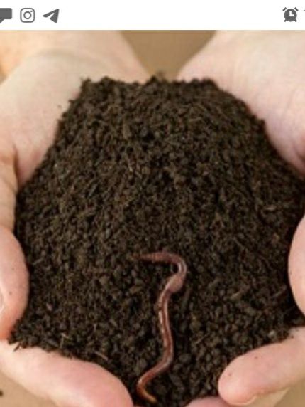 Биогумус -вермикомпост органикалық тыңайтқыш