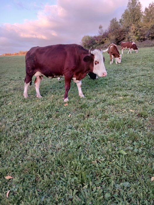 Ofer spre vânzare 2 vaci gestante si doua juninci