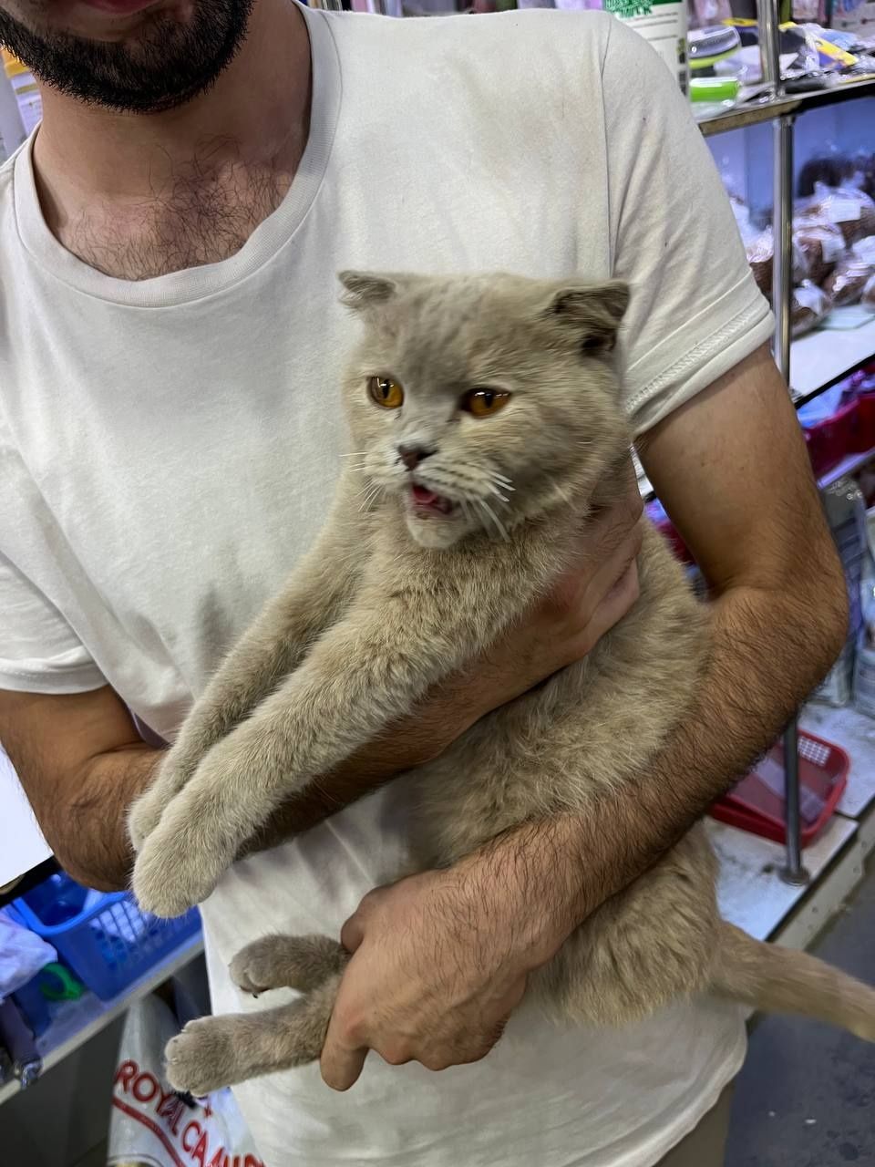 Кошки, Скотиш фолд
