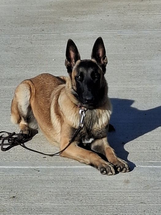 Dresaj canin Pitesti