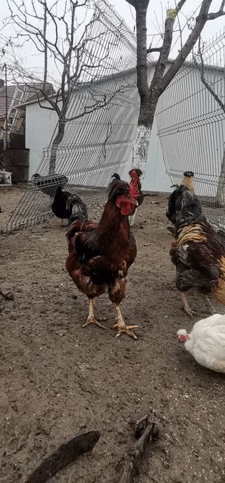 Găini moțate și nemoțate