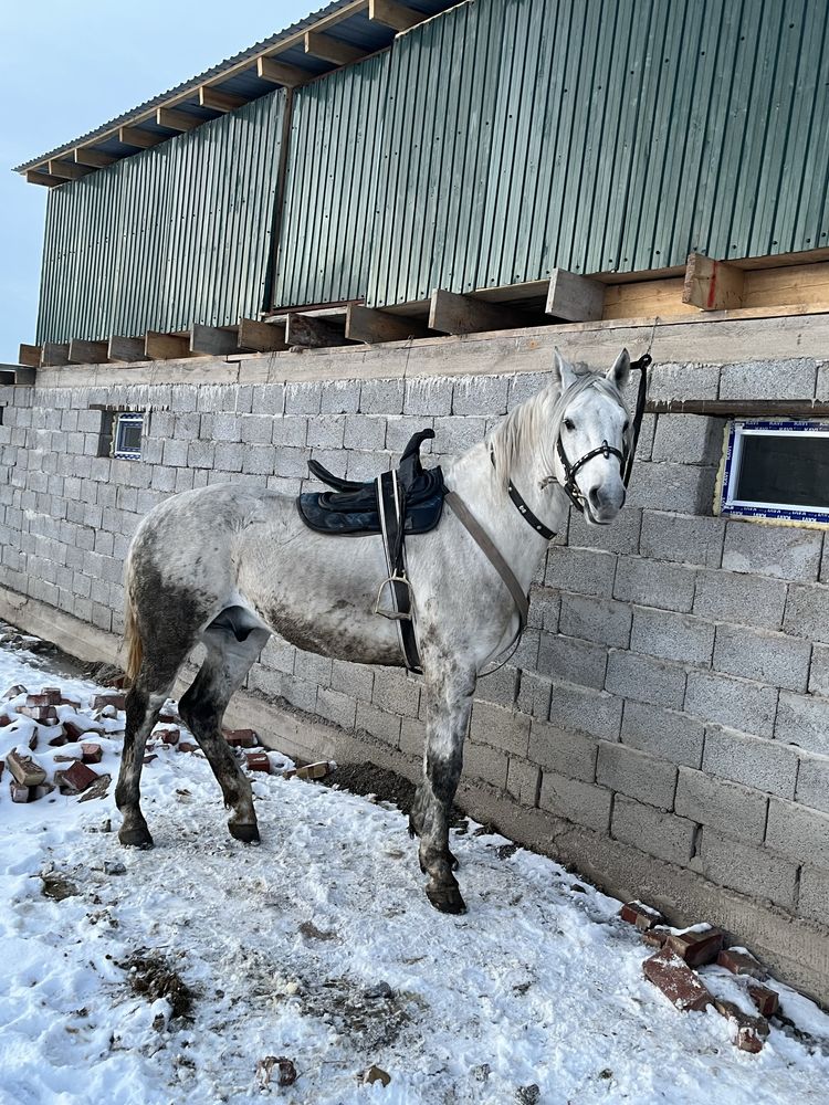 Кокпар Айгыр алдынгы ат