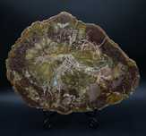 Cristale/Minerale - Lemn Pietrificat - Felie de piatra