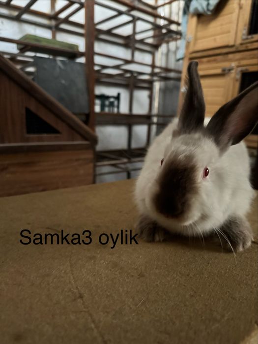 Quyon Kalifornya 8 dona ikta sames 6 ta samka
