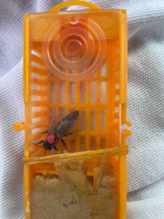 Matci carnica si buckfast imperecheate.