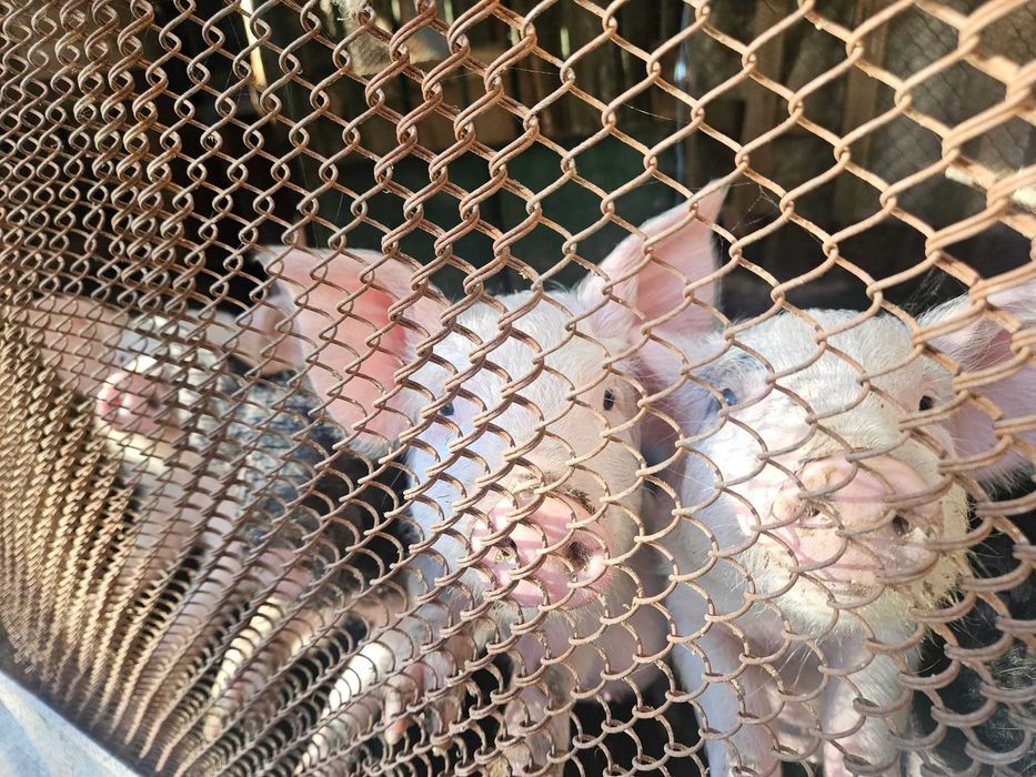 Продавам прасенца