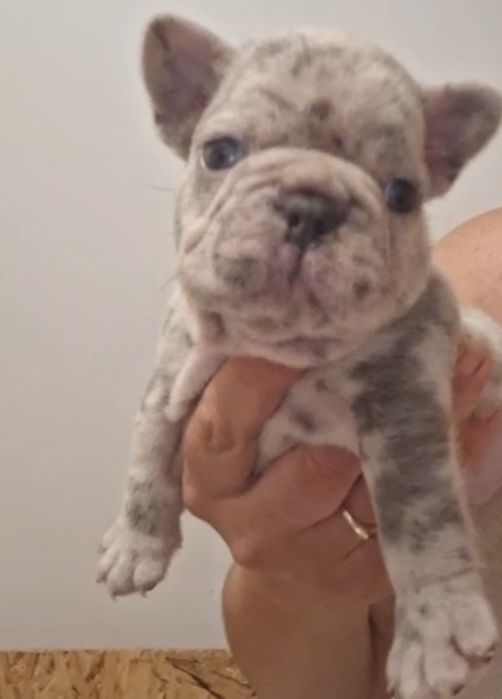 Canisa mea vinde buldog francez