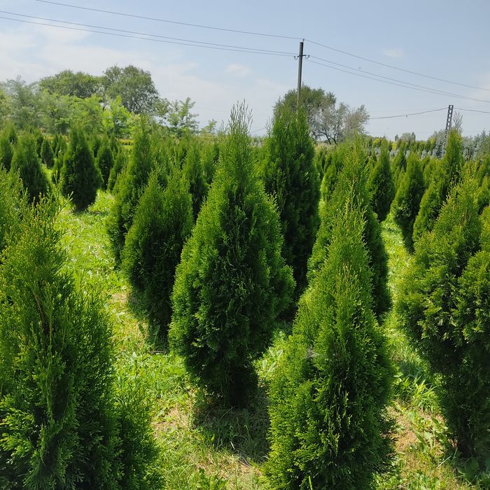 Туя Смарагд 160 см. по 25.000 тг. за шт. в наличии в Алматы , оптом