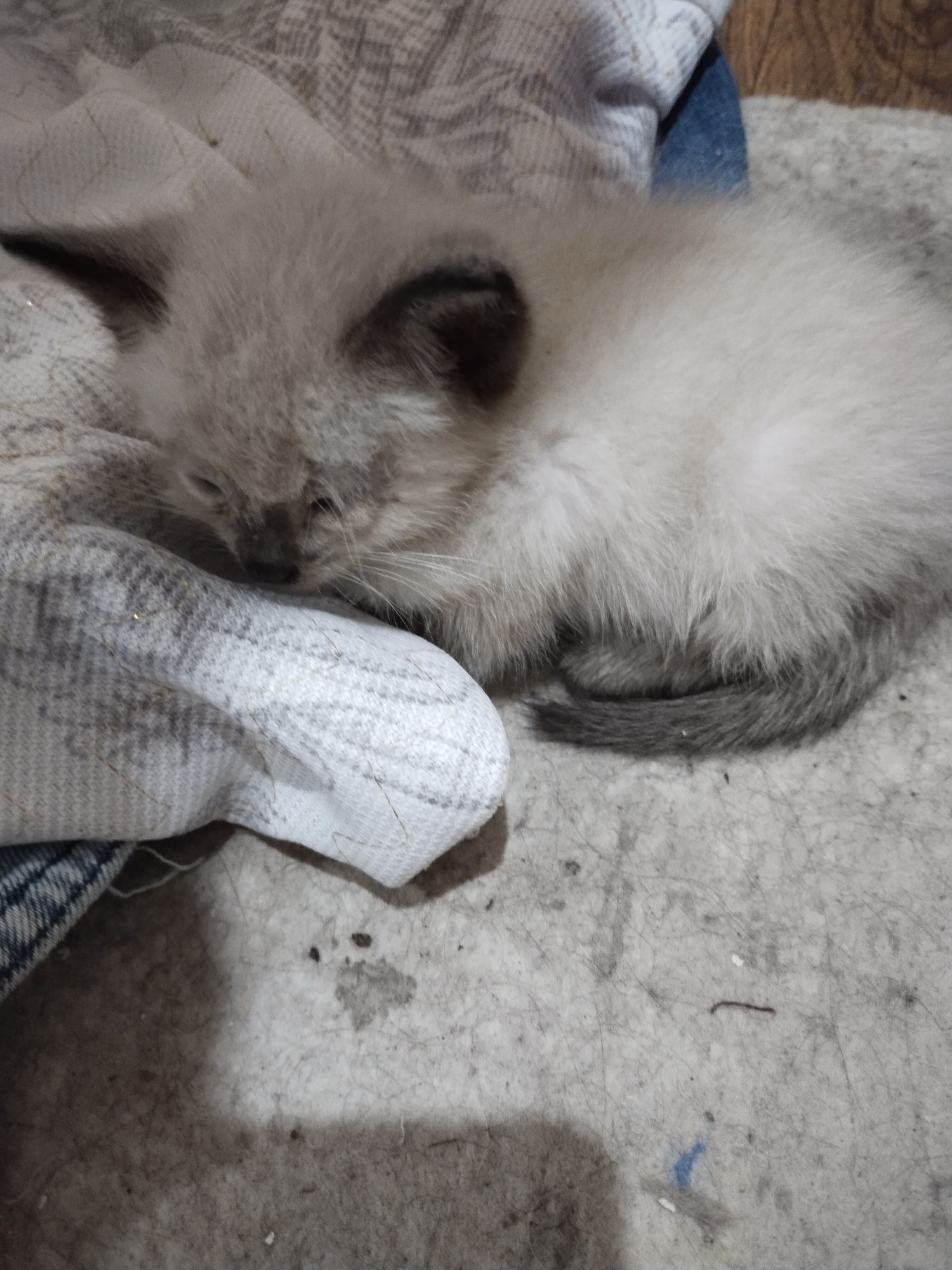 Продается котенок мальчик
