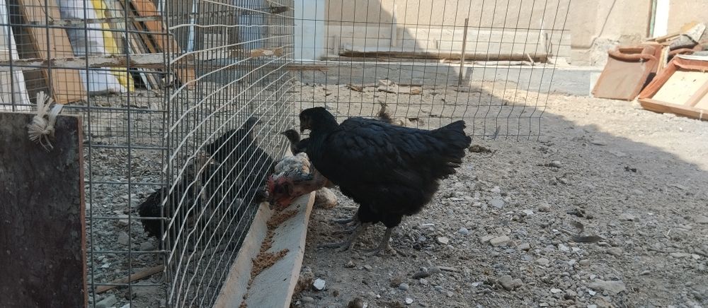 Gigant qora shaxzoda tovuqlari va joʻjalari sotiladi