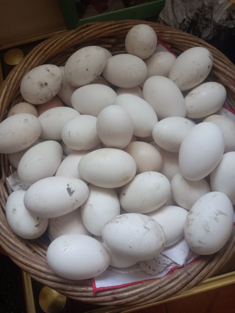 Ouă de gâscă pentru incubat sau consum