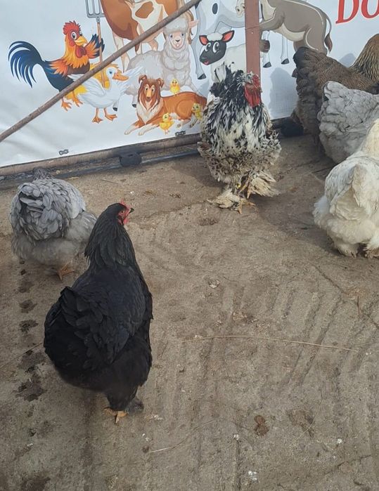 Oua pentru incubat