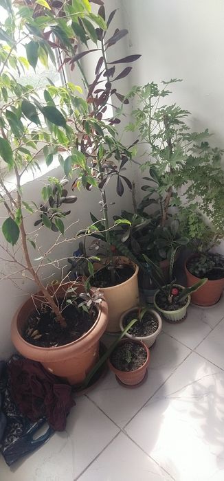 Продам цветы цена договорная
