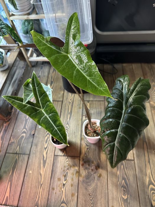 Взрослые алоказии