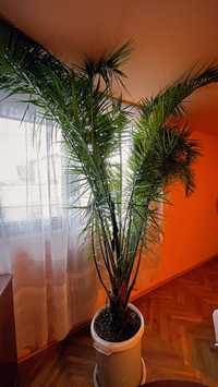 Planta decorativa Phoenix dactylifera sau palmier curmal