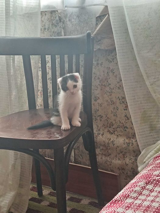 Scottish fold мушукчалар!