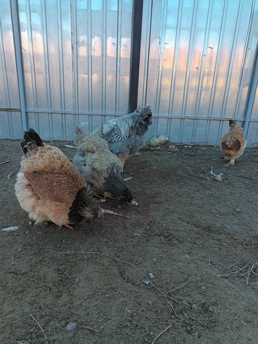 Ouă de vânzare de la găini de țară