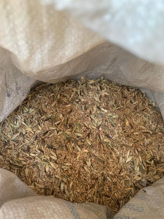 Пшеница ( зерно) ведрами