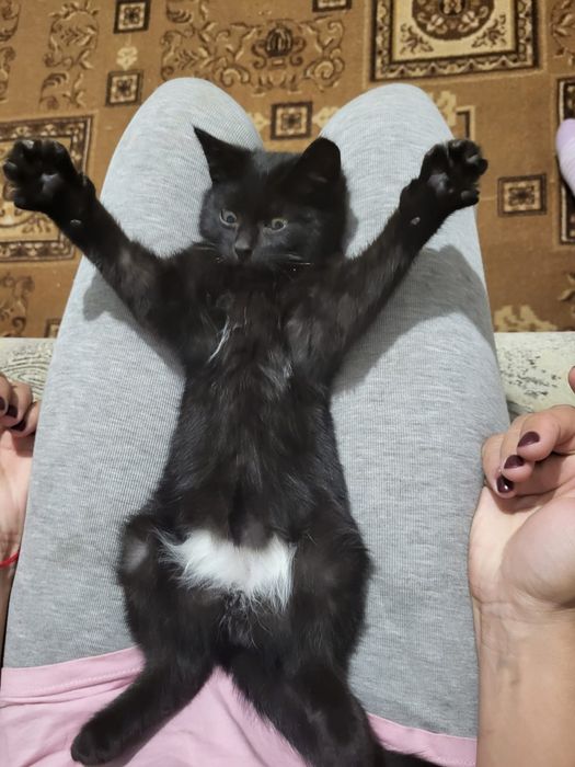 Отдам котенка очень ласковый