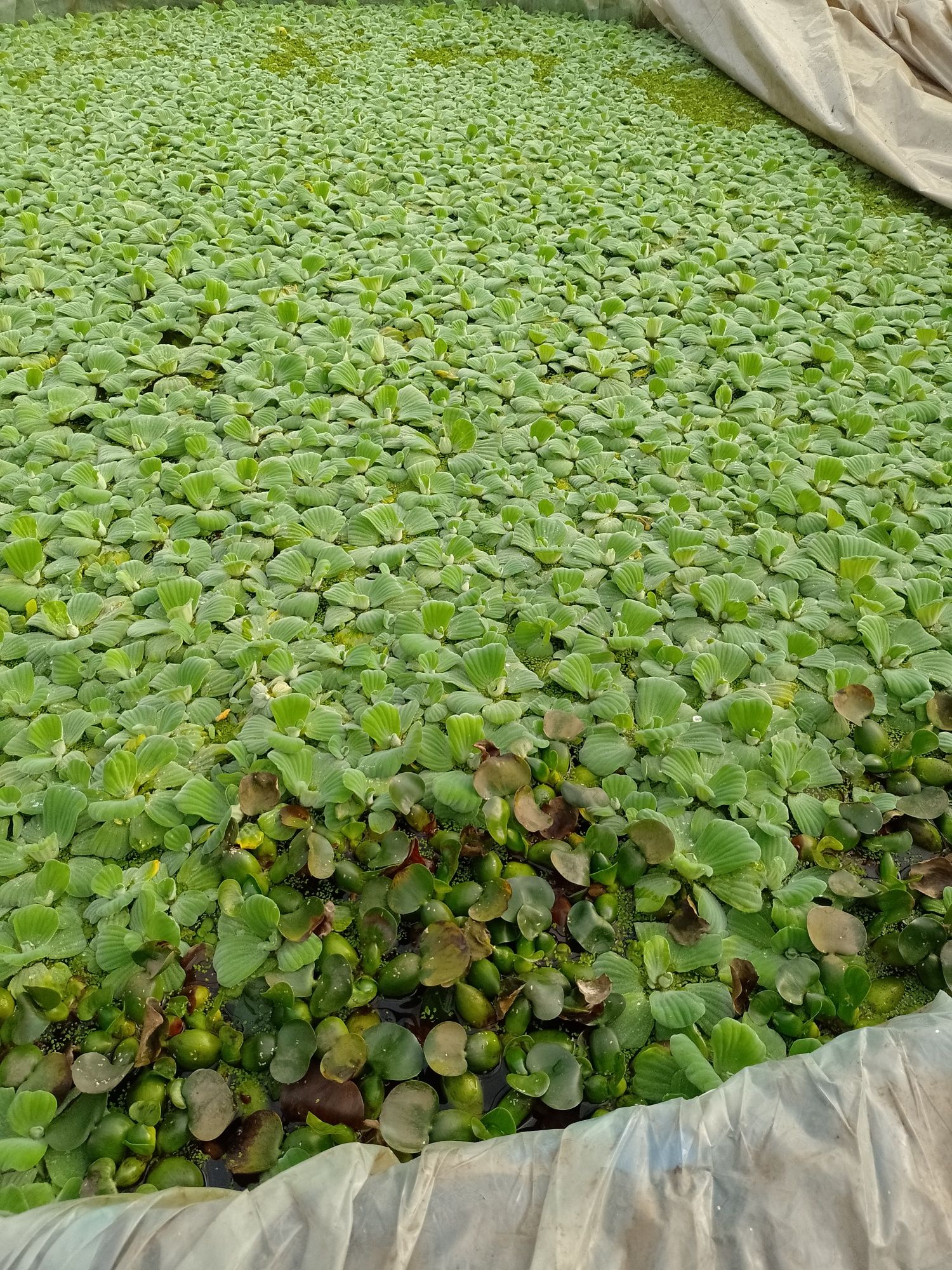 Pistia Salata de Nil , Zambile de apa amazoniene