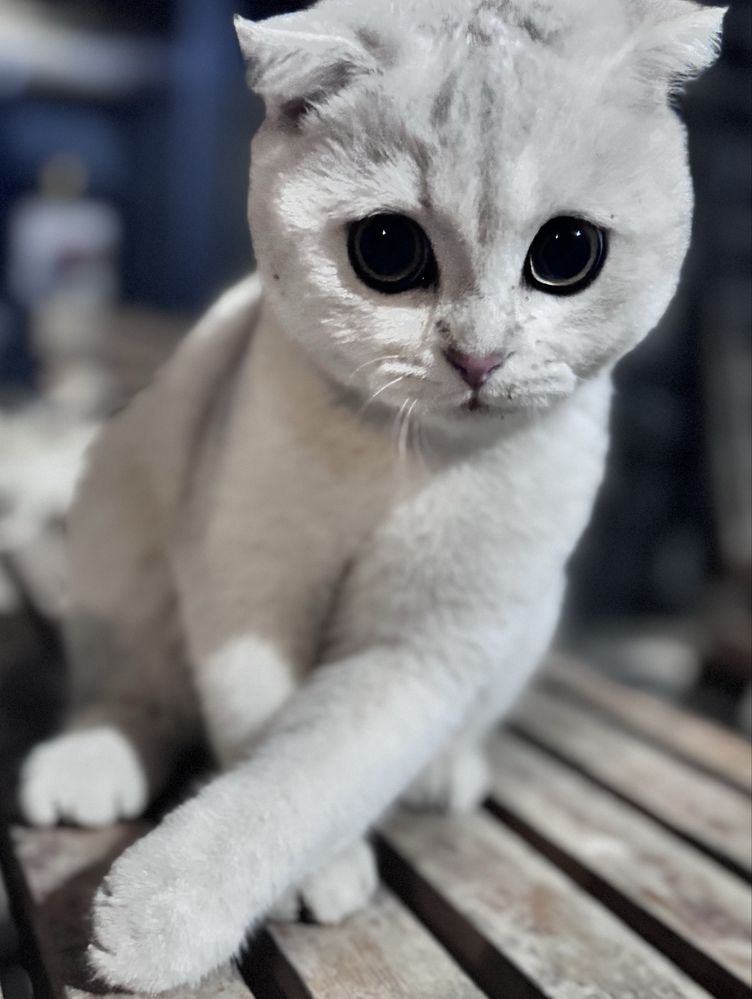 Кошка (котенок)100%(Чистокровная и Породисьая)